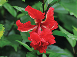 Habiscus plant, grown at EARTH University
