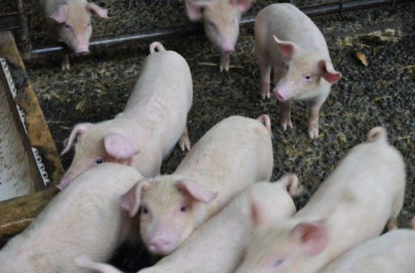 Pigs are reared at EARTH university, where nothing goes to waste.