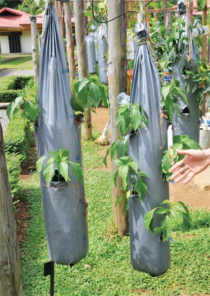 plants are grown vertically in the peri-urban agriculture farm