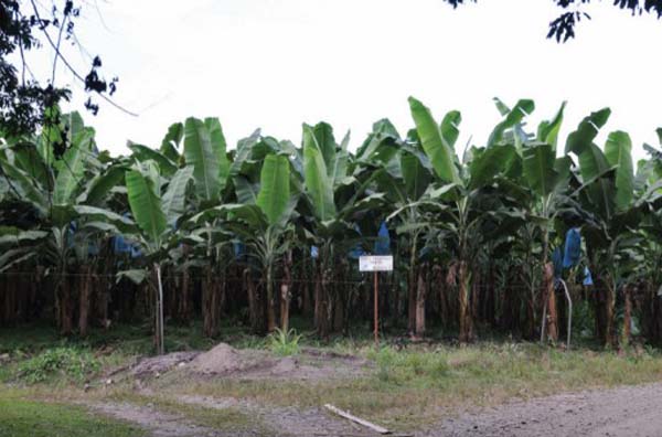 A banana plantation at EARTH University