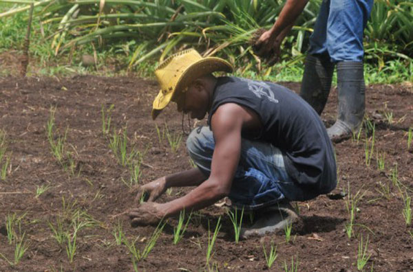 Student of EARTH University tending to crops