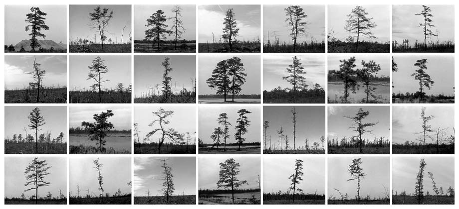 Pine Barrens: Trees