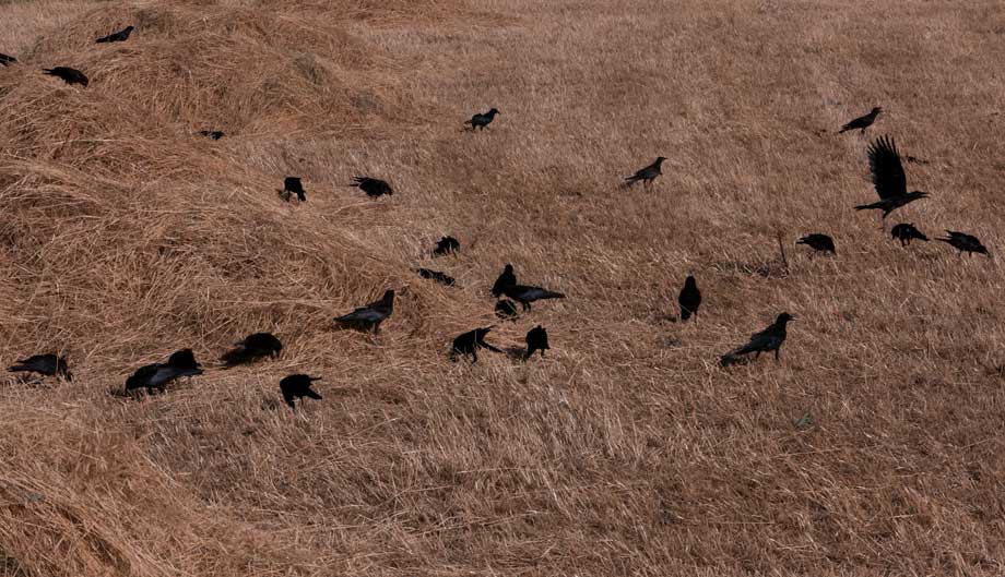 Still from Holy Precursor, Uriel Orlow, 2011