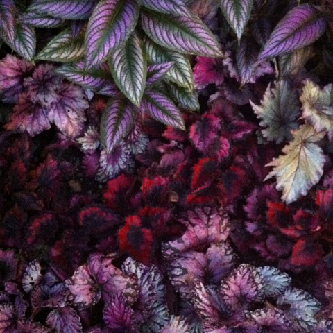 Pandoras-foliage instagram