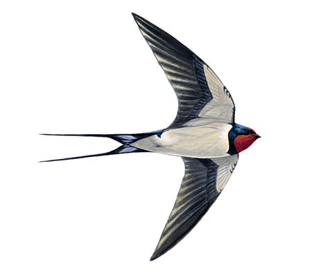 Swallow, RSPB illustration