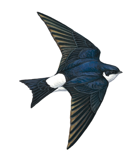 House-Martin, RSPB