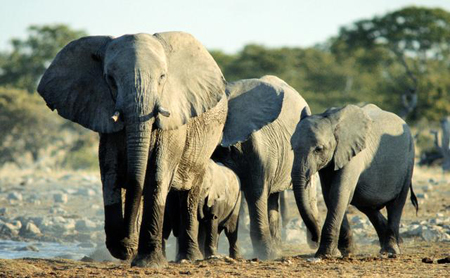 african elephants bbc