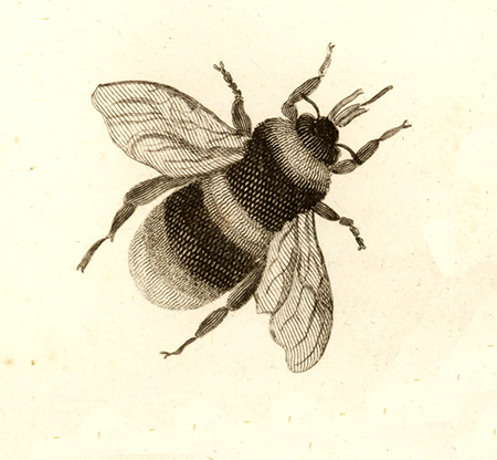 bumble-bee etching
