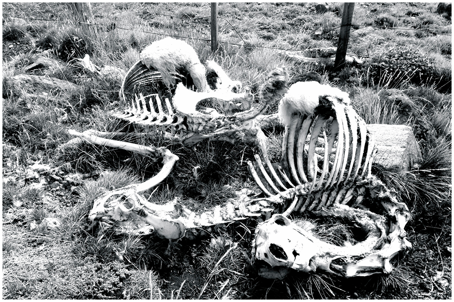 Guancos carcass