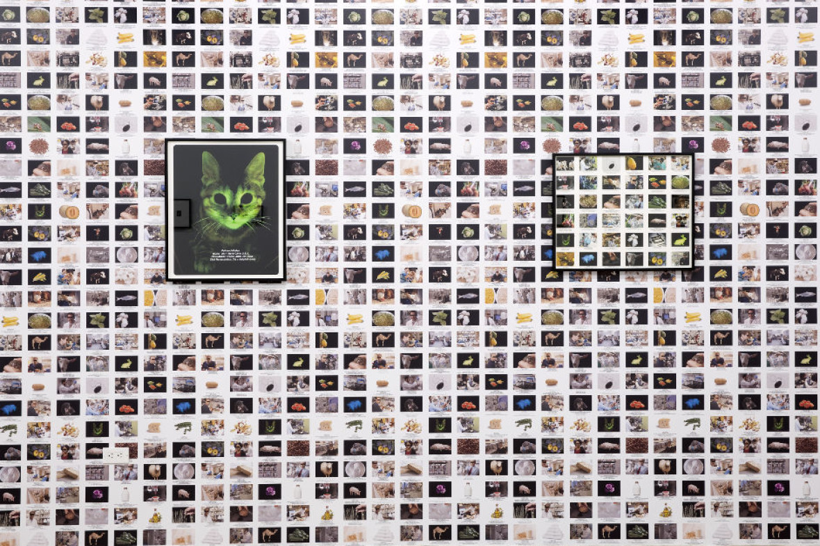Lynn Hershman Leeson – Origins of the Species' at Bridget Donahue, New York