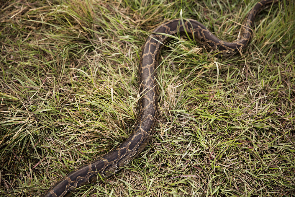Dylan Python Hunt 3