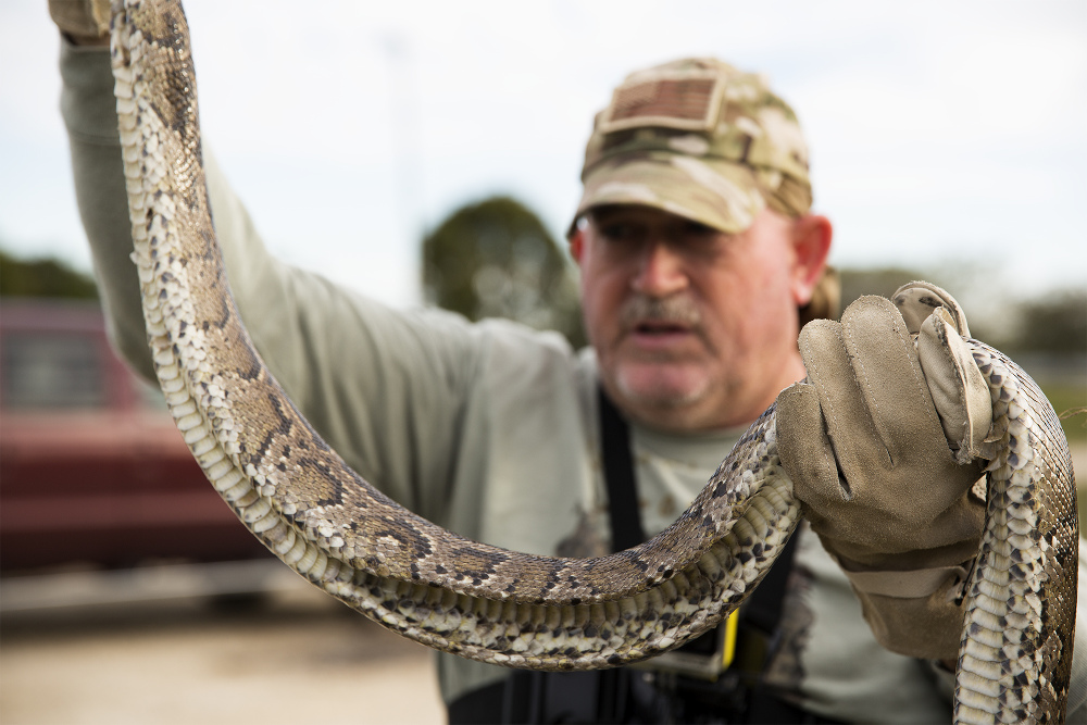 Dylan Python Hunt 5