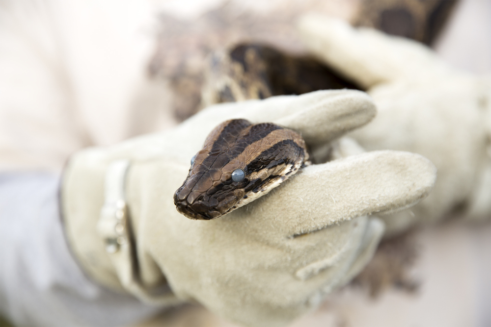 Dylan Python Hunt 6
