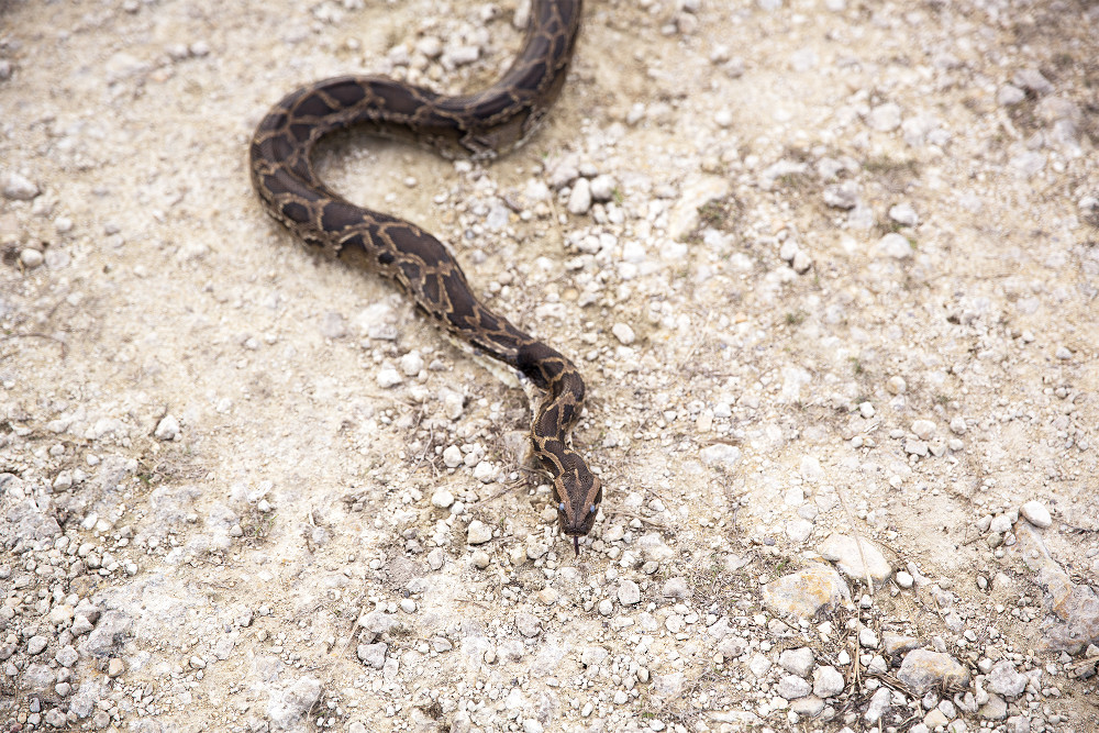 Dylan Python Hunt 7